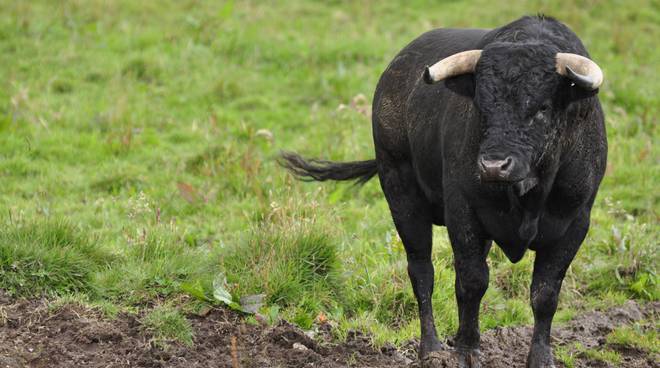 Allevatore incornato da un toro mentre lavorava nella stalla