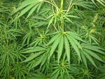 Scoperta piantagione di cannabis sui Monti Lattari
