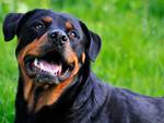 Controlli e sanzioni per i padroni di cani di razza pericolosa