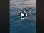 delfini amalfi