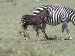 Kenya: avvistata piccola zebra che vive nella Maasai Mara