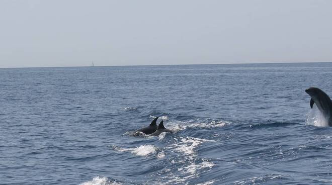 delfini punta campanella