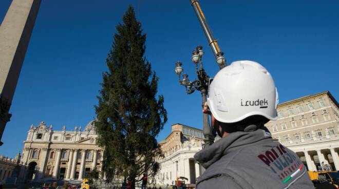 albero vaticano 