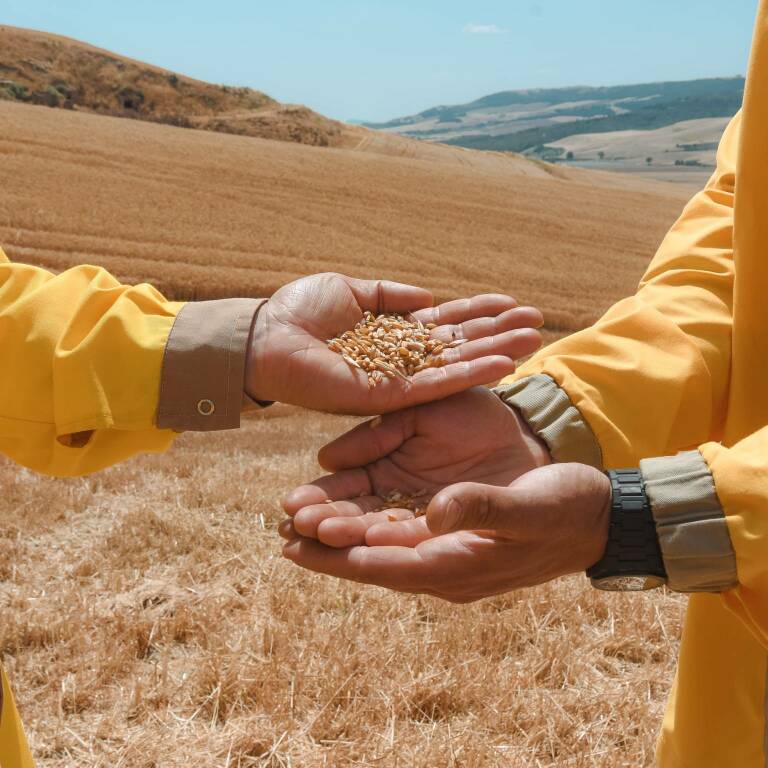 Dalla Valle del Bradano a Gragnano il grano di filiera 100