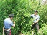 Monti Lattari: più di 100 piante di cannabis scoperte e distrutte