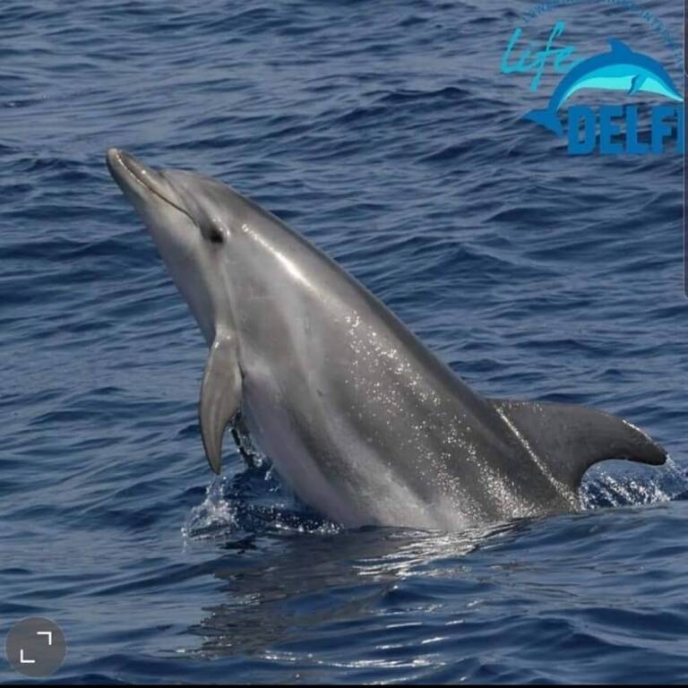 Salti e piroette intorno al Vervece, nuovo avvistamento delfini nell'Amp Punta Campanella