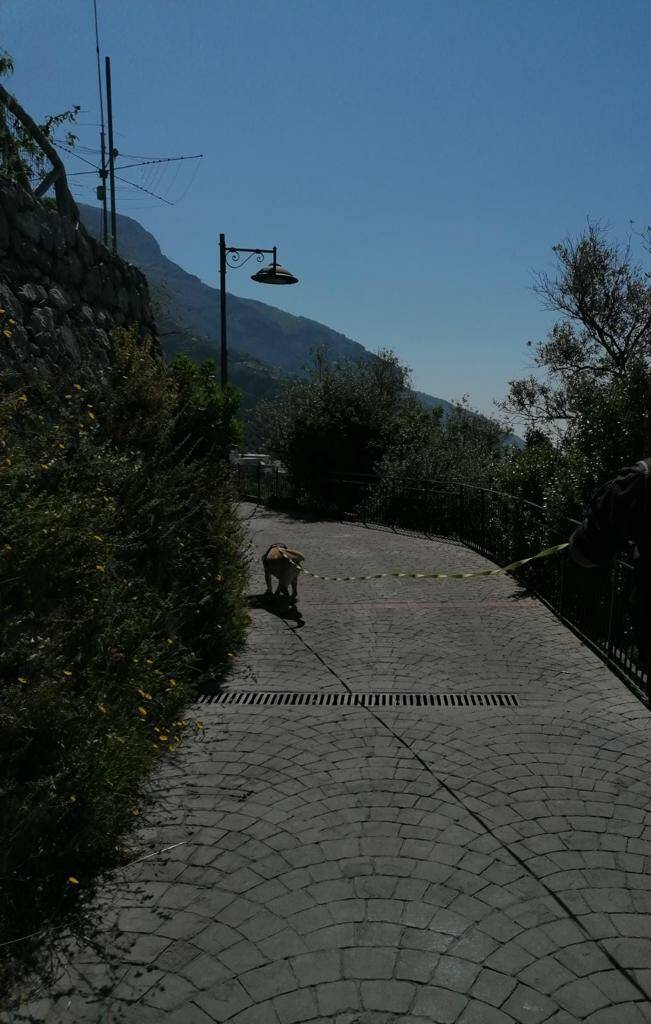 Carabinieri antiveleno di Tramonti in azione a Positano