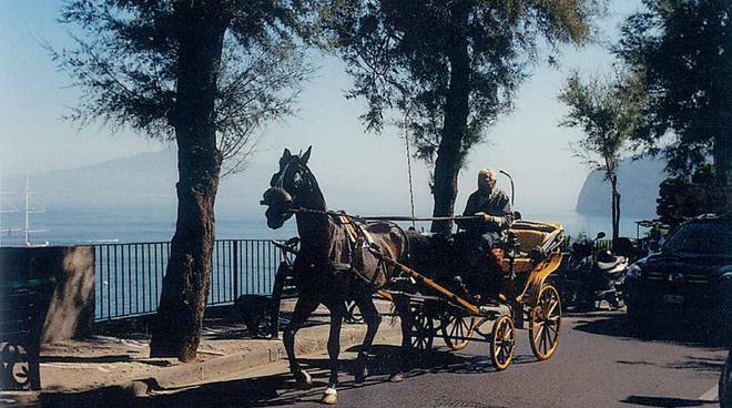 Appello del WWF al Sindaco di Sorrento: “Fermiamo le carrozze trainate le carrozze trainate dai cavalli nelle ore di punta!"