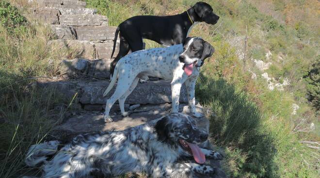 L'appello da Positano: troviamo una casa ad uno splendido cane