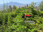 Monti Lattari: oltre 300 piante di cannabis da 2 metri scovate dai Carabinieri.  69enne in manette