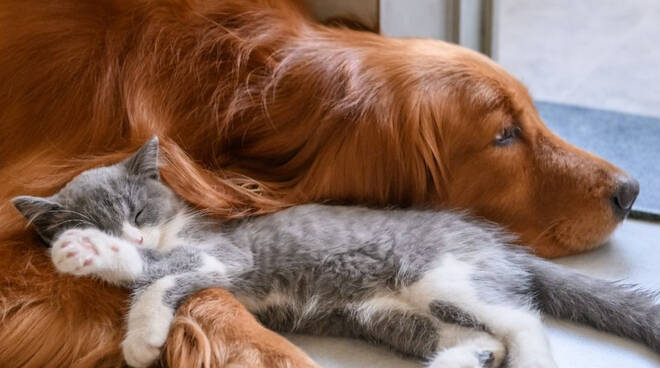 Positano, approvato il Regolamento Comunale per la tutela degli animali 