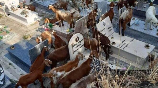 Capre e pecore in "visita" al cimitero di Salerno