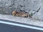 Positano: volpe investita in zona Laurito, recuperata dai volontari