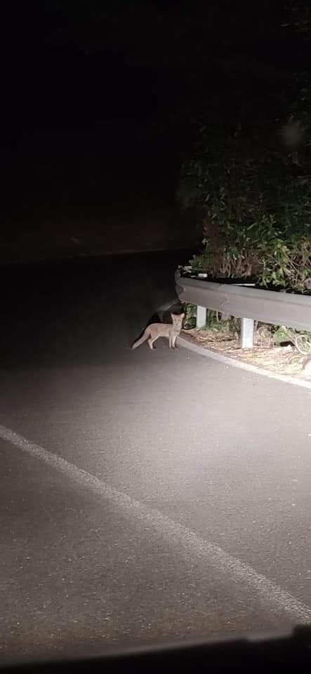 Vietri sul Mare: cucciolo di volpe per la strada SP75 Avvocatella