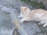 Amalfi, era scomparso da tre giorni: ritrovato il corpo di un gattino ucciso da colpi d’arma da fuoco