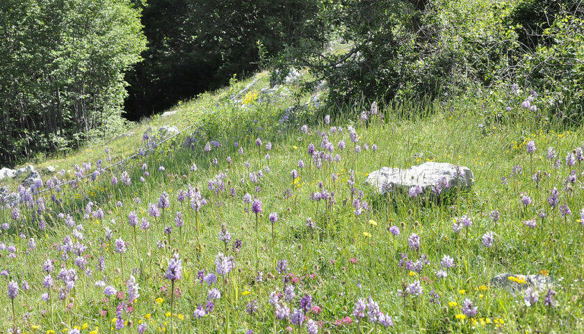 La valle delle orchidee di Sassano (SA)