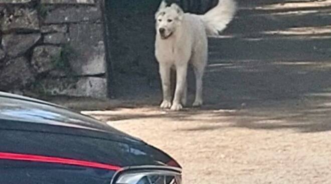 Monte Faito: pascoli abusivi e cani randagi aggressivi