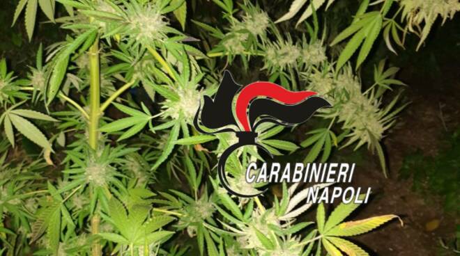 Piantagione di cannabis in un terreno abbandonato: sequestrato oltre 1kg di marijuana nel Napoletano