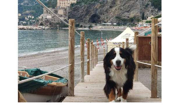 Il commosso addio alla cagnolina Ginevra, simpatica guardiana del lungomare di Maiori