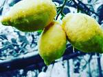 limoni