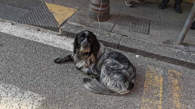 Sorrento, cane abbandonato a Marano