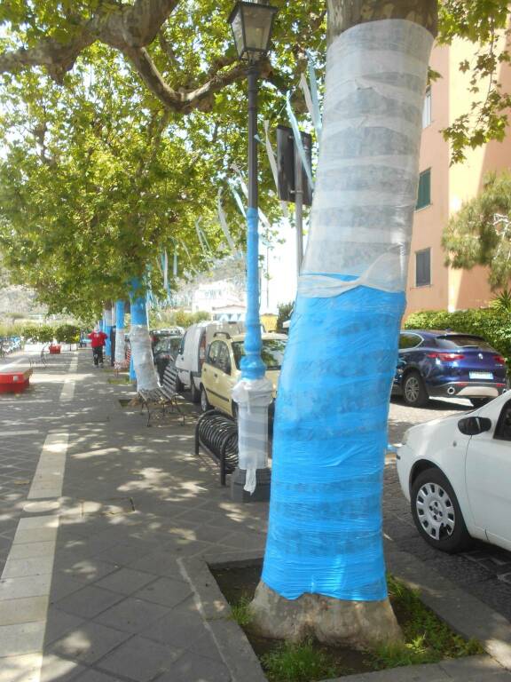 Alberi a rischio, a Piano di Sorrento e Sant’Agnello il WWF rimuove gli striscioni per lo scudetto del Napoli