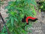 cannabis carabinieri Pimonte