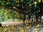 Costiera Amalfitana: il caldo torrido danneggia i limoneti