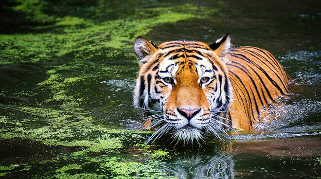 giornata mondiale della tigre