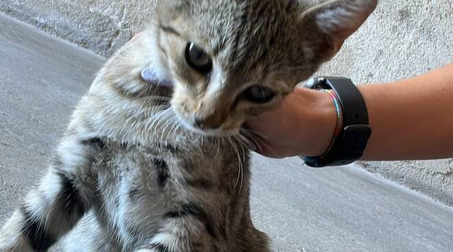 AGEROLA GATTINO SULLA STRADA QUALCUNO LO RICONOSCE??