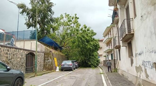 Albero caduto a Cava