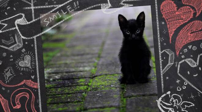 17 novembre: giornata mondiale del gatto nero