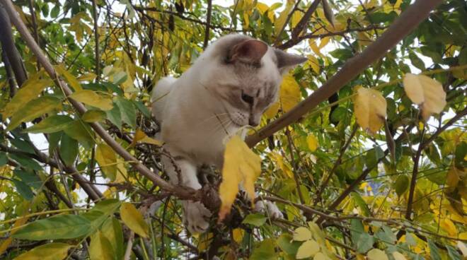 Piano di Sorrento, addio a Simba il gatto salvato a Positano dal catrame travolto da una moto in Via Carlo Amalfi 