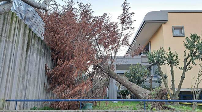Piano di Sorrento, il forte vento sradica un grosso albero al Parco dei Platani