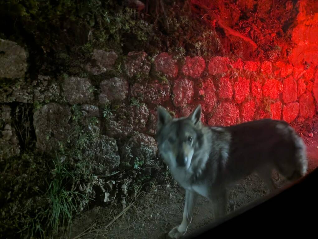 lupi enpa costa d'amalfi