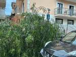 Albero sul Corso Italia a Sorrento