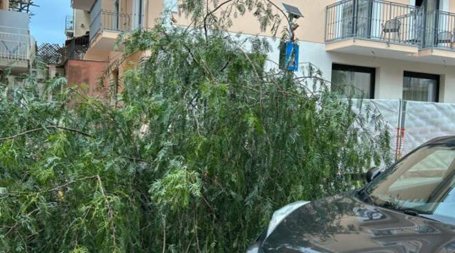 Albero sul Corso Italia a Sorrento