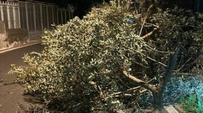 Ravello, a causa del forte vento albero cade sulla Statale Amalfitana in località Marmorata