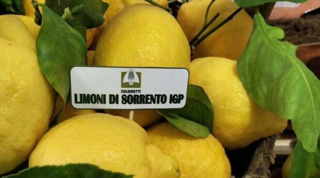 Il Limone di Sorrento IGP protagonista a Uno Mattina Estate: profumo e ...