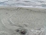 Caretta Caretta deposita le sue uova sulla spiaggia dell’Impiccato a Forio, arenile transennato 