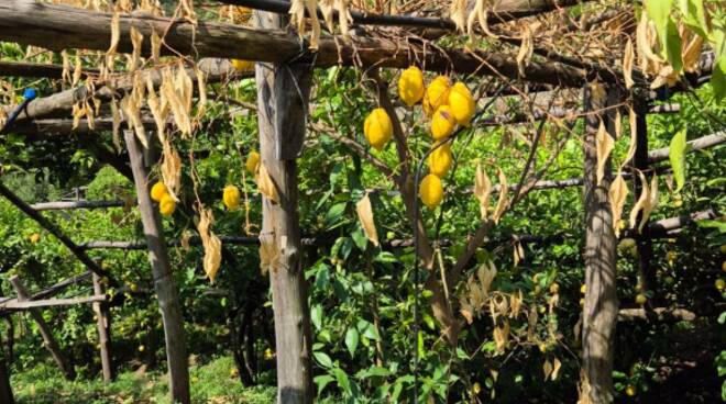 Emergenza “Mal Secco” in costiera amalfitana