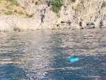 Straordinario avvistamento di una colonia di "diavoli di mare" tra Praiano, Positano e l'Isola d'Isca