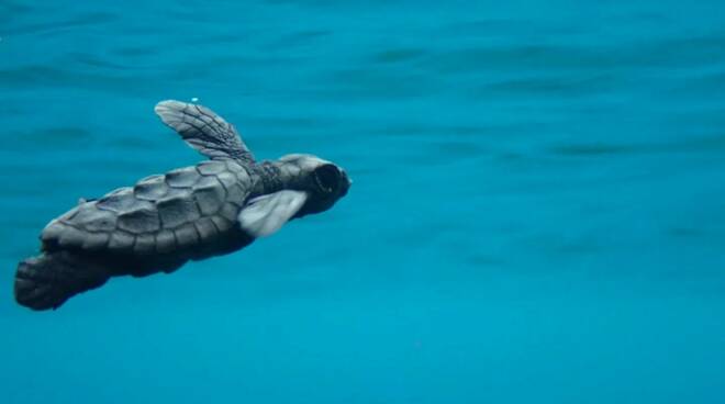 caretta caretta maiori