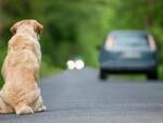 Esodo di agosto, ogni anno abbandonati 80mila cani e 50mila gatti. 