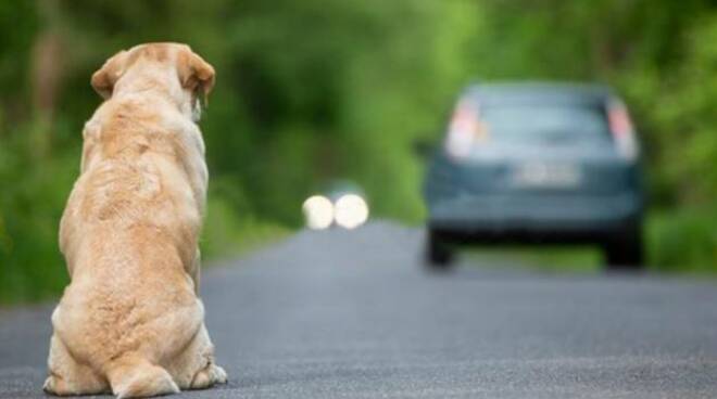 Esodo di agosto, ogni anno abbandonati 80mila cani e 50mila gatti. 