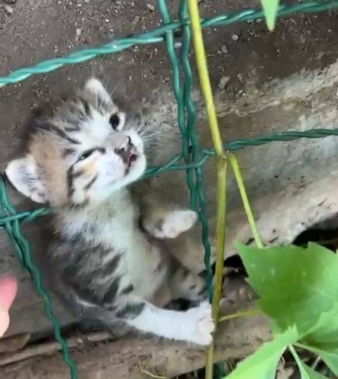 gattino positano animali