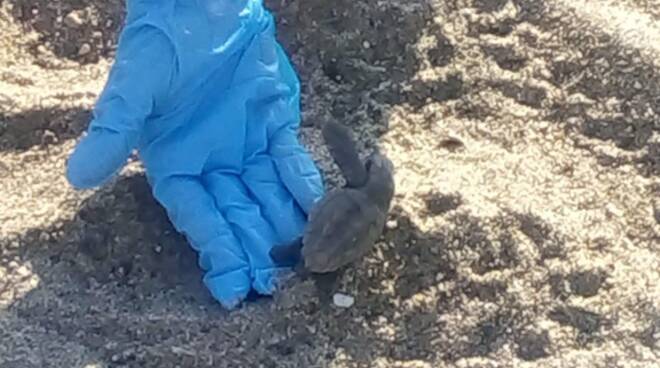 ISCHIA. UOVA DI TARTARUGA SCHIUDONO IN SPIAGGIA A CASAMICCIOLA 