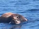 mucca morta mare positano