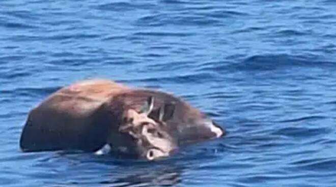 mucca morta mare positano