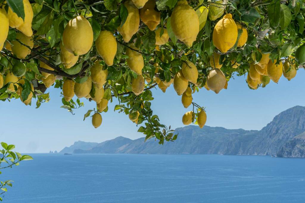 Rooftop Limonaia 